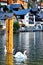 2 Swans in Hallstatt Lake