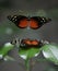 2 Tarricina Longwing, Tithorea tarricina