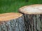 2 tree trunk stumps up close with a green grass background.  Real wood in nature