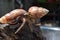 2 two hermit crabs found their way home at black Japanese snail shell