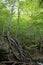 2 Two trees growing from a huge boulder along a hiking trail in Cape Breton