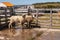 2 washed sheep at Posada Estancia Rio Verde, Riesco Island,, Chile
