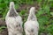 2 white brama Colombian chickens from the back against the background of green leaves, close-up