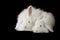 2 white french angora rabbits