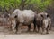 2 White Rhino in Ongava