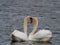 2 white swans in love swim close together