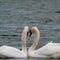 2 white swans in love swim close together