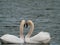 2 white swans in love swim close together