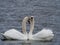 2 white swans in love swim close together