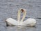 2 white swans in love swim close together