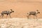 2 Wild dogs walking on a dusty mound in Namibia