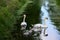 2 wild swans with 6 young swans swimming with duckweed in the ditch and looking around