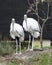 2 Wood Storks Standing by Tree