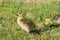 2 yellow canadian goose chicks in the grass. First is standing and looking to the camera and second is pinching grass