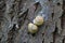 2 yellow ribbon snails mating on a tree