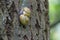 2 yellow ribbon snails mating on a tree