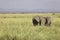 2 Young African Elephants, Loxodonta, on the plains of Amboselli