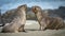 2 Young Antarctic fur seal (Arctocephalus gazella) in South Georgia in its natural environment