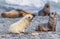 2 young Antarctic fur seal babies, Antarctic fur seals playing in the water in their natural environment in South Georgia