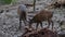 2 Young wild deer play and forage.