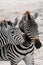 2 zebras at Amboseli National Park Africa Kenya during safari