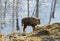 20 days calf of european bison, aurochs