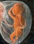 20 Week Old Preborn Baby in Womb, Let There Be Light