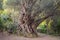 2000 years old olive tree: Stara Maslina in Budva, Montenegro. It is thought to be the oldest tree in Europe and is a