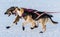 2016 Yukon Quest sled dogs