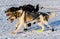 2016 Yukon Quest sled dogs