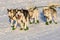 2016 Yukon Quest sled dogs