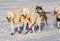 2016 Yukon Quest sled dogs