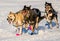 2016 Yukon Quest sled dogs