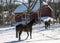 2017-02-10 Horses & Snow