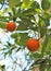 2017.04.25 Palermo botanical garden mandarin on the tree with leaves and branches
