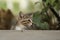 2018 new photo, adorable small baby stray cat