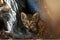 2018 new photo, adorable stray baby cat