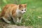 2018 new photo, adorable yellow stray cat