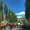 2019 Central-Asia, Kyrgyzstan, horses herds on the highway AH65