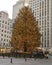 The 2019 iconic Rockefeller Christmas Tree in Rockefeller Plaza, New York City