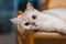 2019 new Cat photo, cute grey white cat with big eyes