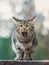 2019 Stray Cat Photographer new photo, cute grey street cat yawn