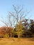 20191128 Persimmon trees in Beijing Botanical Garden