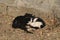 20191128 Two wild cats hugging and sleeping in Yuanmingyuan Ruins Park