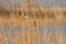 20191205 Reed Parrotbill in Wanping Lake