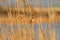 20191205 Reed Parrotbill in Wanping Lake