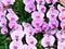 2020 Macao Orchid Flower Blooms Blooming Lou Lim Ieoc Garden Spring Orchids Blossom Display Spring Summer