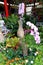 2020 Macao Orchid Flower Blooms Blooming Lou Lim Ieoc Garden Spring Orchids Blossom Display Spring Summer