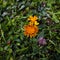 2021 06 27 Cadore Crepis Aurea