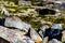 2021_08_10_snaefellsnes ptarmigan Lagopus molts among the rocks 2